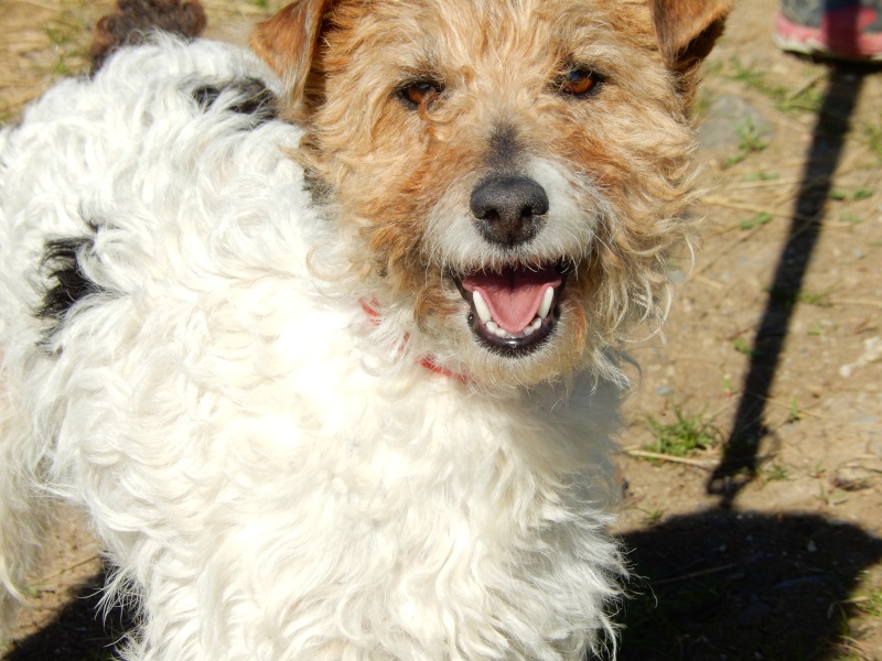 ETOILE (femelle fox terrier tricolore) réservée Dscn2411