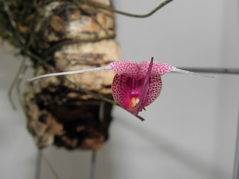 Miniatur-Orchideen 2. Teil - Seite 9 P2090110