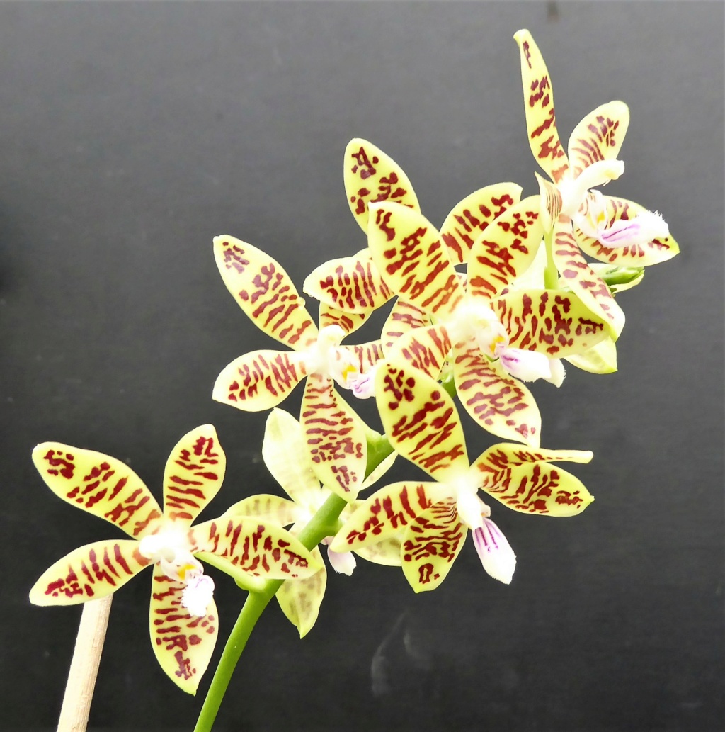 Phalaenopsis tetraspis x viridis P1000079