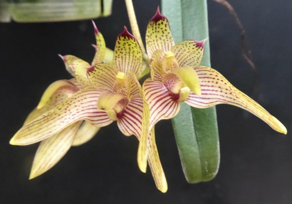 Bulbophyllum bicolor P1010532