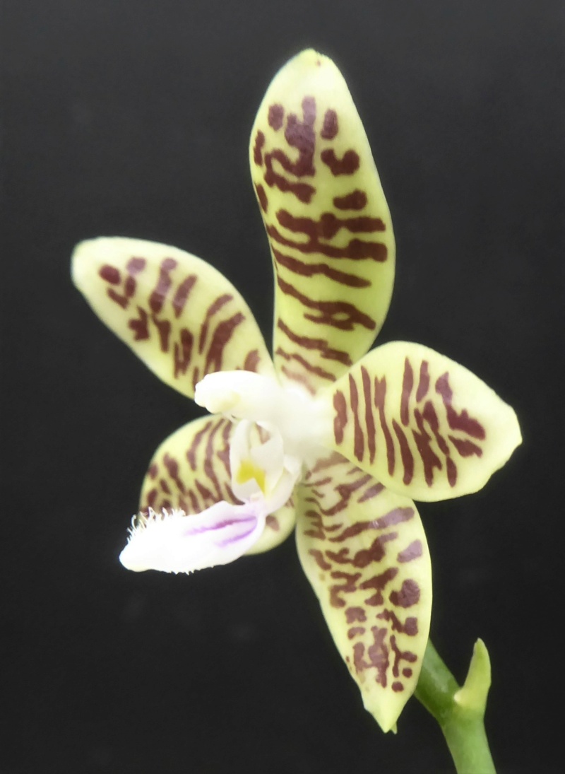 Phalaenopsis tetraspis x viridis (= Wössner Mücke) Phala187