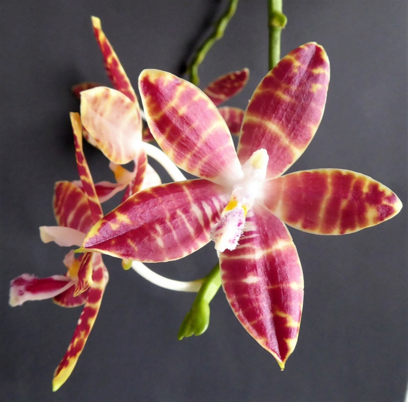 Phalaenopsis speciosa pink x amboinensis flava Phalae81