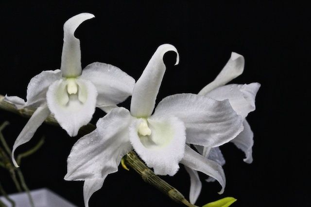 Dendrobium anosmum Var alba Dendro12