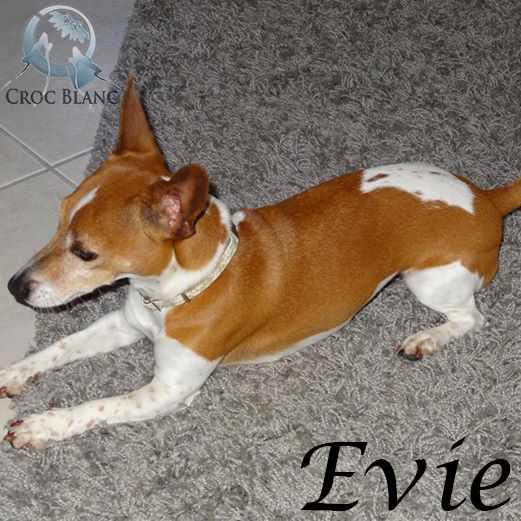 Evie jack russel de 6 ans / Association croc blanc  Evie_310