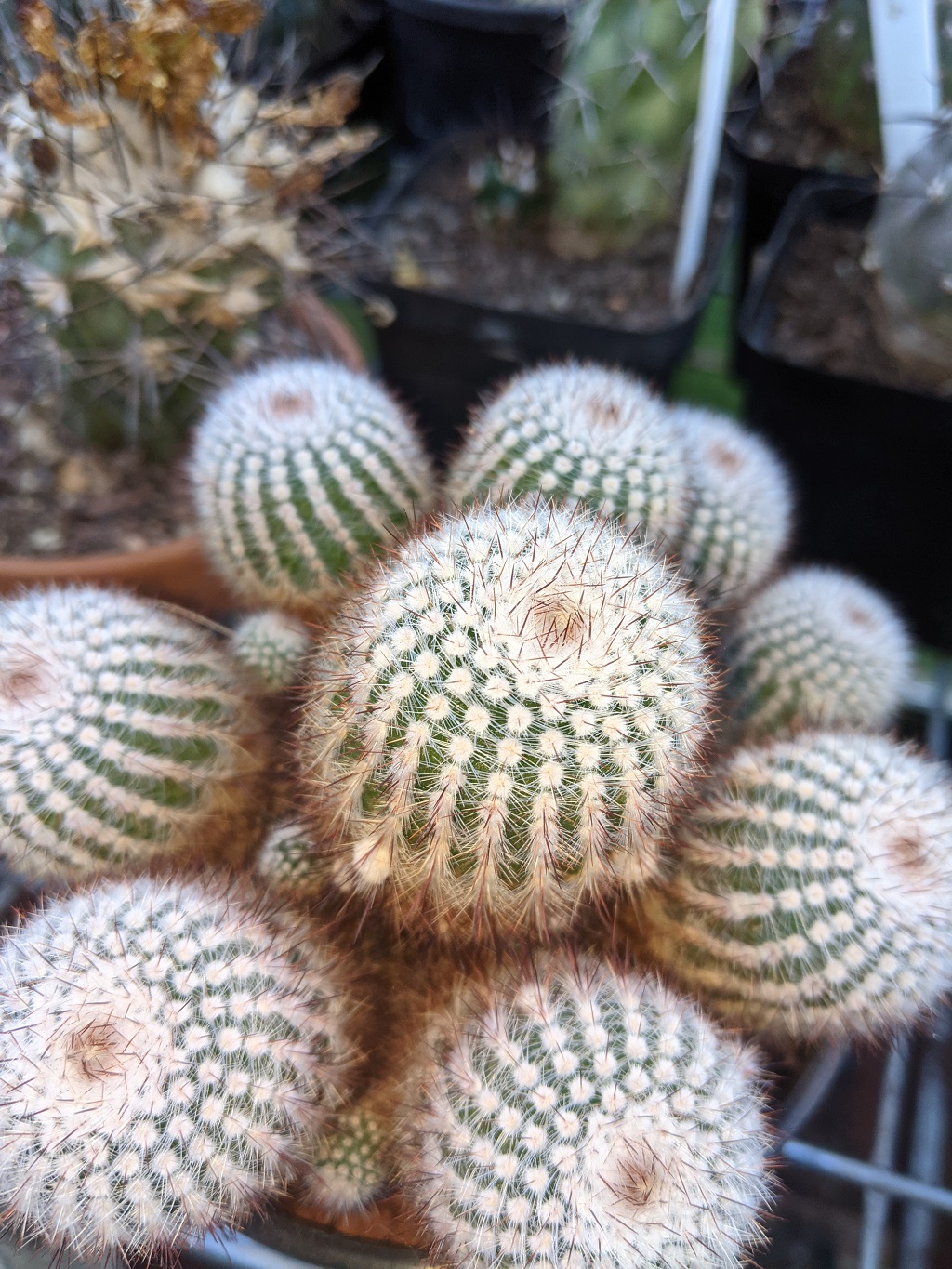 Copiapoa ID ? Pxl_2010