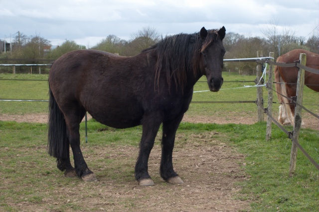 PRINCESSE - ONC trait née en 1998 - adoptée en janvier 2013 par Marie B - Page 5 Dsc01011