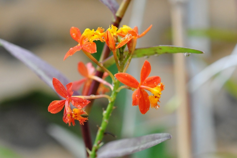 epidendrum radicans et ibaguense Epiden10