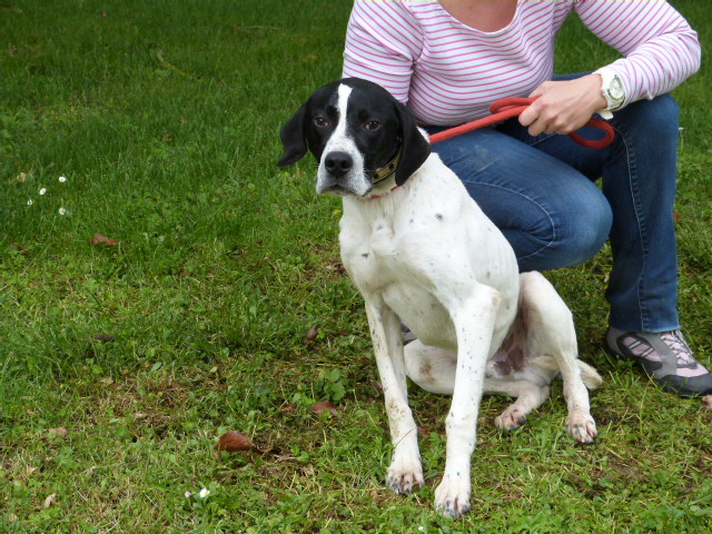 DIONYSOS - pointer 2 ans - Spa de Poitiers (86) 119_h_10