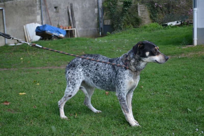 PEPITA - x bleu de gascogne 5 ans - Spa de Poitiers (86) Dsc_0216