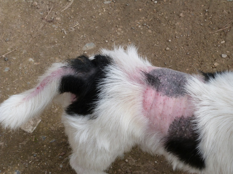 BAMBI -  jack russel terrier 6 ans (semble aveugle - problème peau non soigné) Spa de Poitiers (86) P1740211