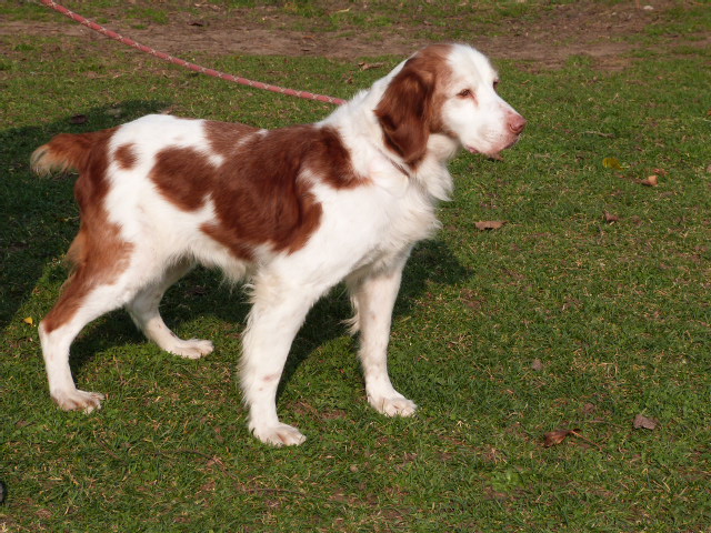 MALCOLM - epagneul breton 13 ans - Spa de Poitiers (86) P1740510