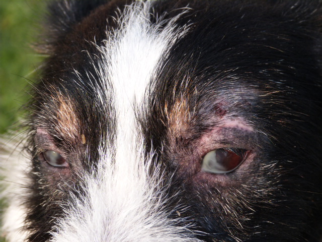 BAMBI -  jack russel terrier 6 ans (semble aveugle - problème peau non soigné) Spa de Poitiers (86) P1740812