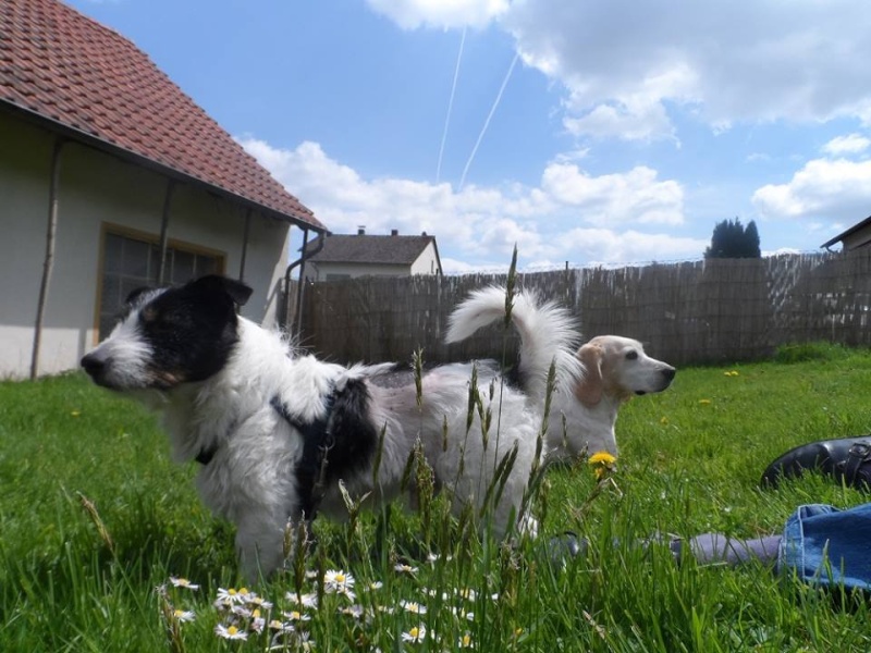 BAMBI -  jack russel terrier 6 ans (semble aveugle - problème peau non soigné) Spa de Poitiers (86) Pops111