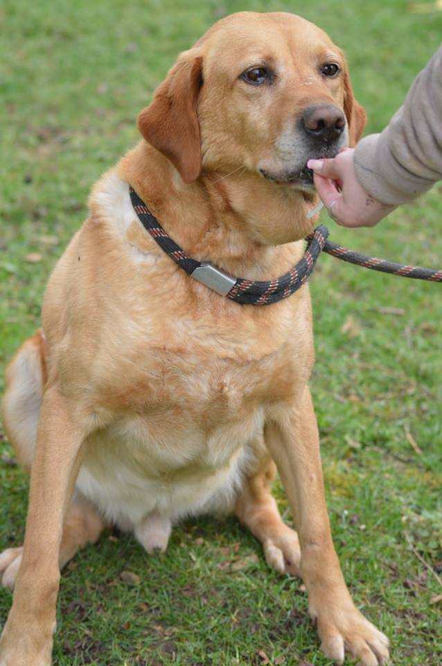 RUDY - x labrador 10 ans - Spa de Poitiers (86) Rudy210