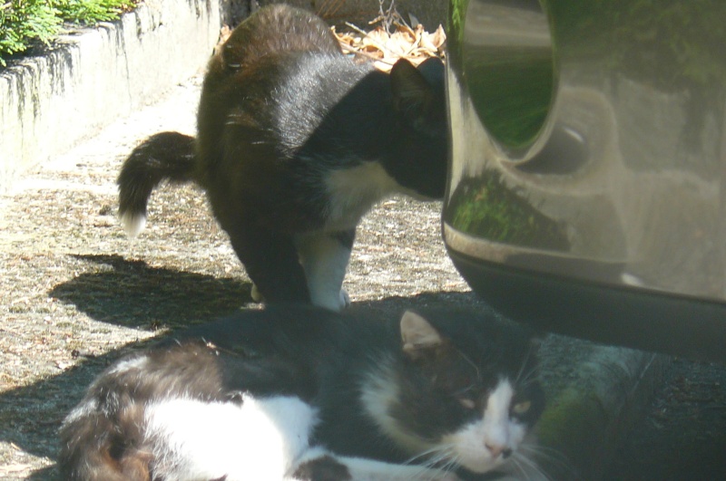 2 chats en piteux état : un accueil pour les sortir de la rue P1140611