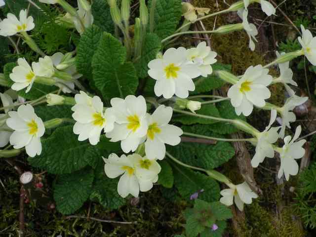 Primula..........aimez-vous les coucous ??? - Page 2 18032014