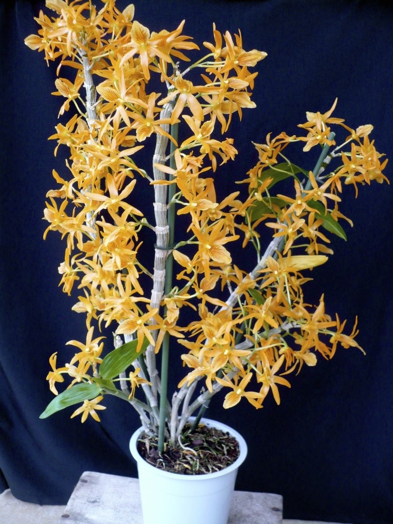 Dendrobium Stardust P1330213