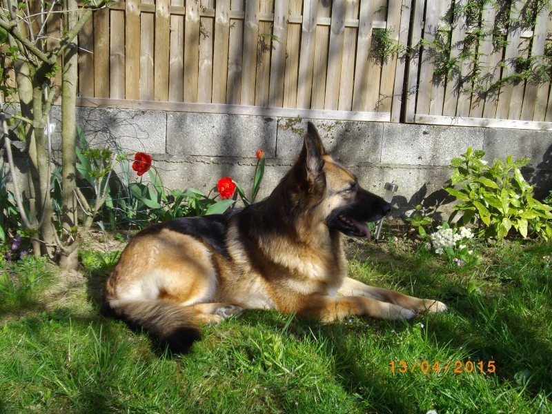 berger - EDJY ma German sheperd^^ - Page 37 Fifill38