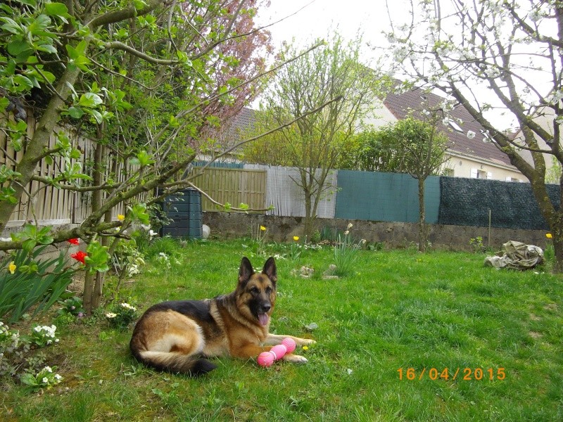 EDJY ma German sheperd^^ - Page 37 Loulou25