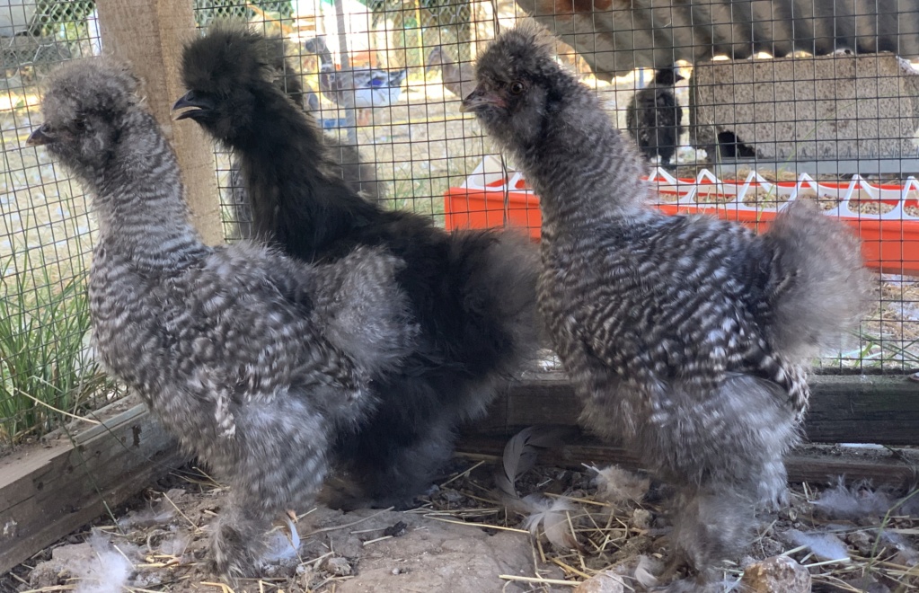 À vendre Poule Soie barbue et Braekel GR 452ccc10