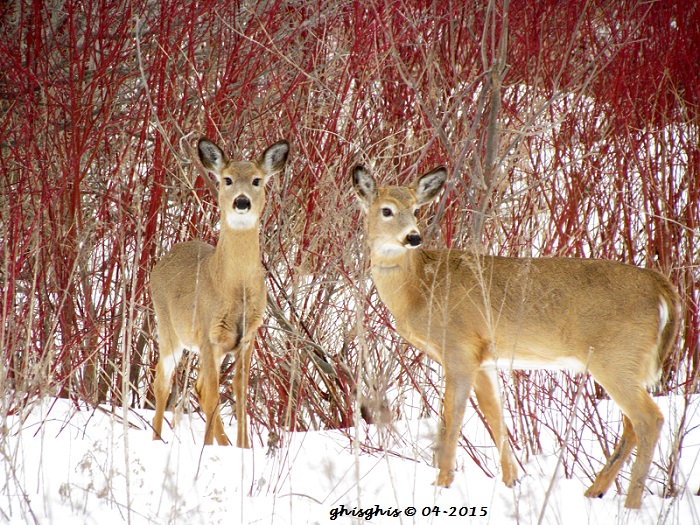 Belles "binettes" de cervidés Img_7910