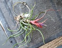 Tillandsia bulbosa P1100110