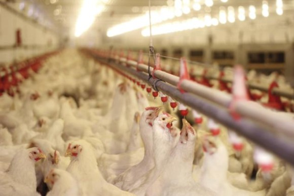 PRICES TO SKYROCKET AS BIRD FLU EPIDEMIC BECOMING CRITICAL Chicke11