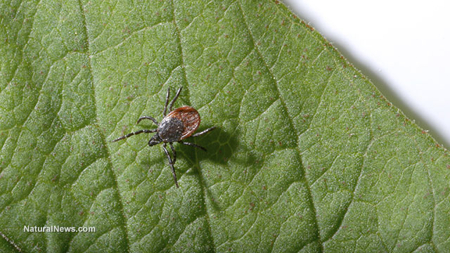 BOURBON VIRUS-NEW QUICK KILLING VIRUS SPREAD BY TICKS Close-10