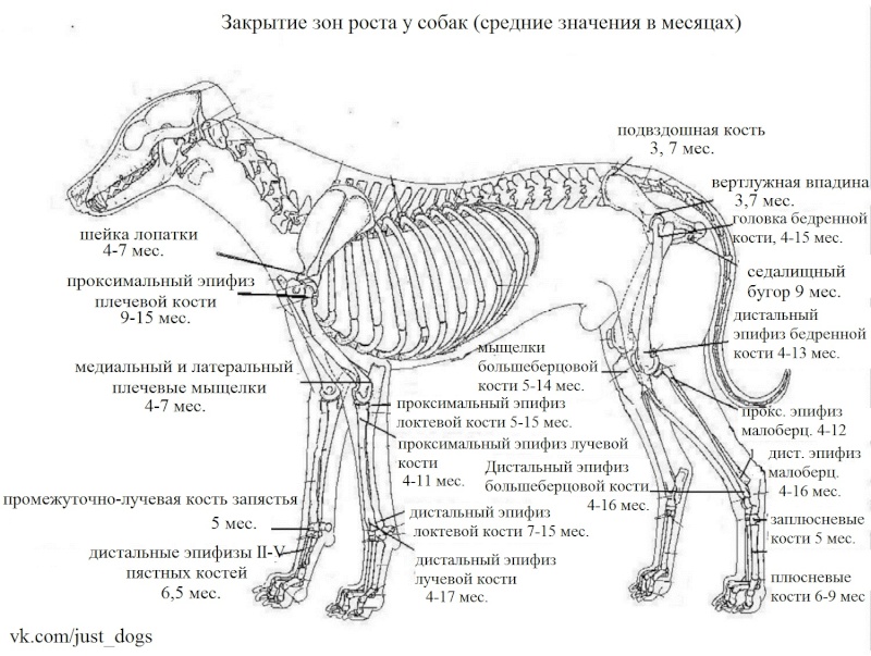 Слабые пясти, связки и скакательные суставы у собак 10265410