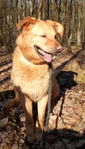 urgent - LOOK - x labrador 9 ans (depuis chiot au refuge) ne supporte plus le box -  Spa d'Evreux (27) Look1_10