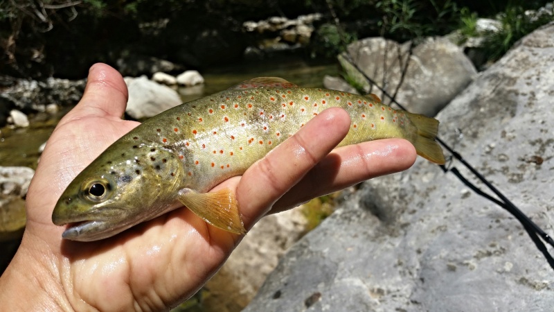 sortie dans les vallons de haute tinée !! Tinye_13