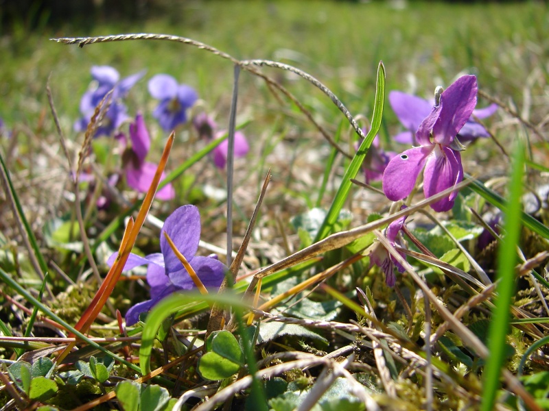 Mes violettes pas violettes... 05710