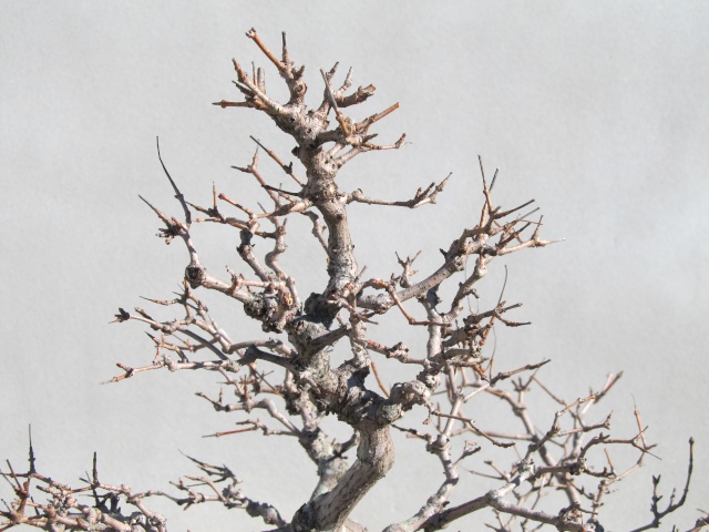 American Bonsai at the NC Arboretum - Page 16 C10