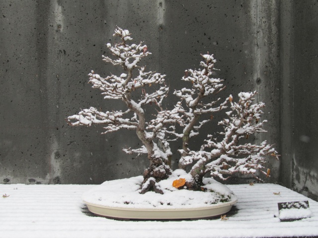 American Bonsai at the NC Arboretum - Page 16 E10