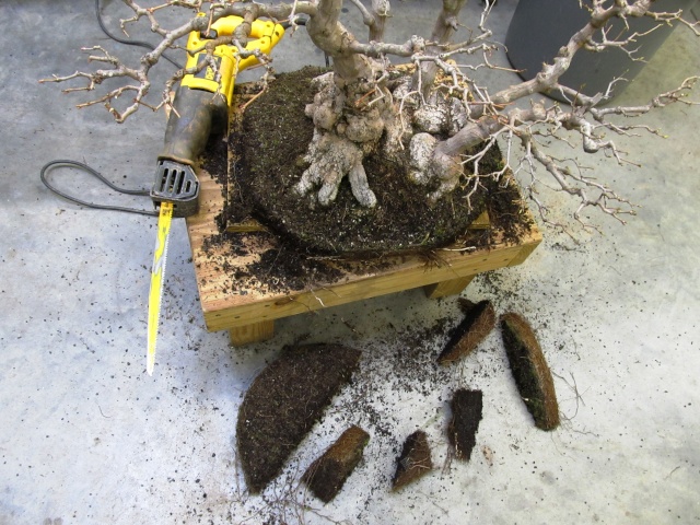 American Bonsai at the NC Arboretum - Page 16 G11