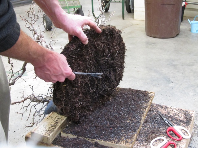 American Bonsai at the NC Arboretum - Page 16 K10