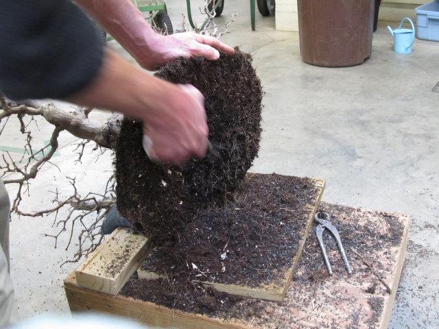 American Bonsai at the NC Arboretum - Page 16 L10