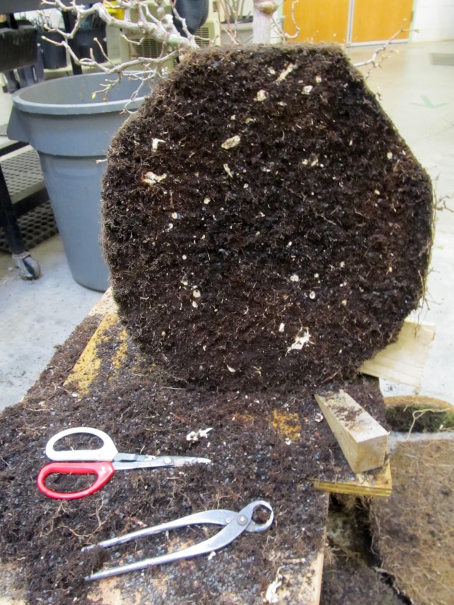 American Bonsai at the NC Arboretum - Page 16 M10
