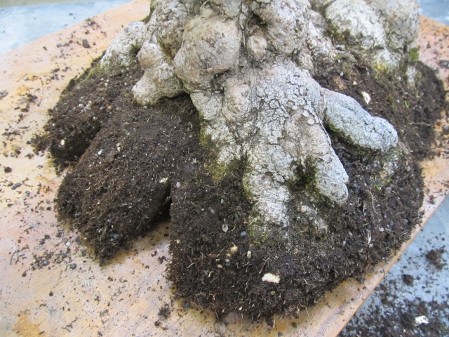 American Bonsai at the NC Arboretum - Page 16 Q10