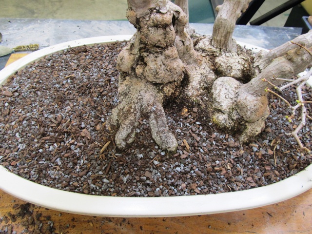 American Bonsai at the NC Arboretum - Page 16 U10