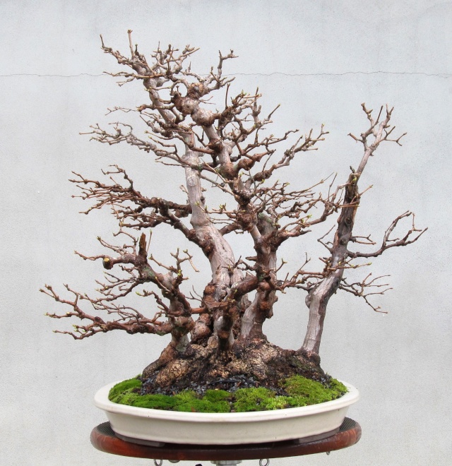 American Bonsai at the NC Arboretum - Page 16 V11