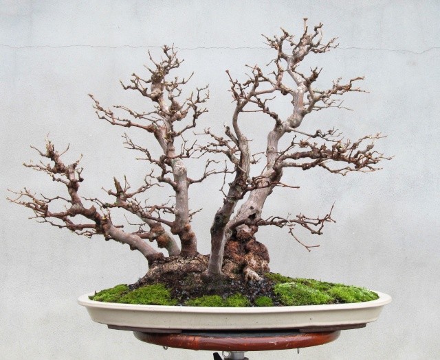 American Bonsai at the NC Arboretum - Page 16 W11