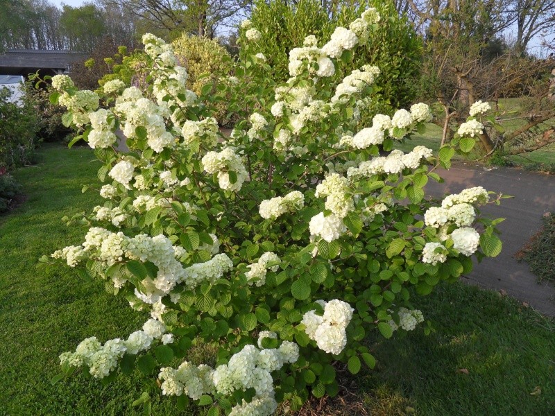 viburnum popcorn 38-sdc10