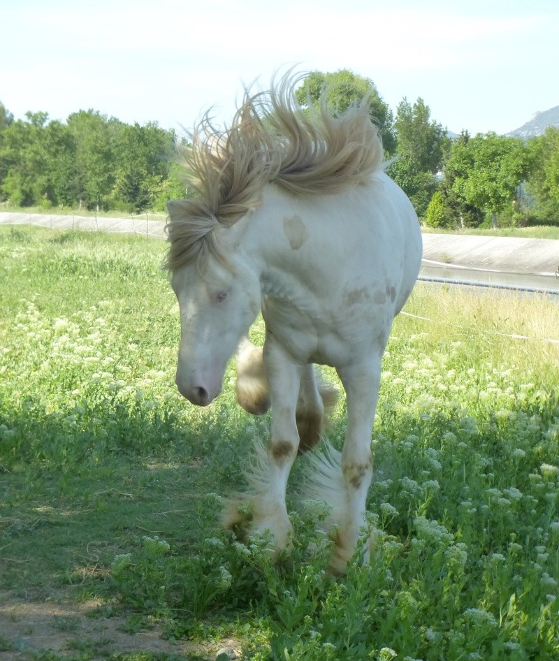 Dust of Gold. Irich Cob perlino par Shambo P1130321