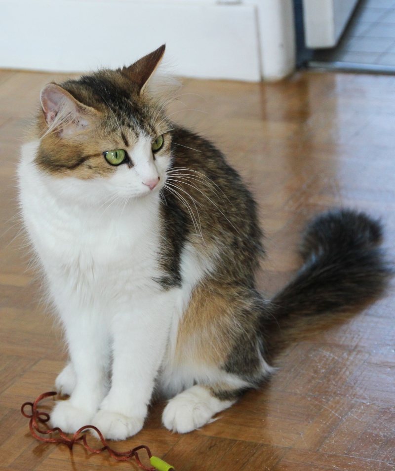 Chanel, femelle type européenne tabby et blanche angora née 15 mars 2013 Img_1117