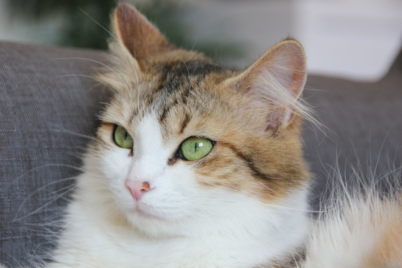 Chanel, femelle type européenne tabby et blanche angora née 15 mars 2013 Img_1119