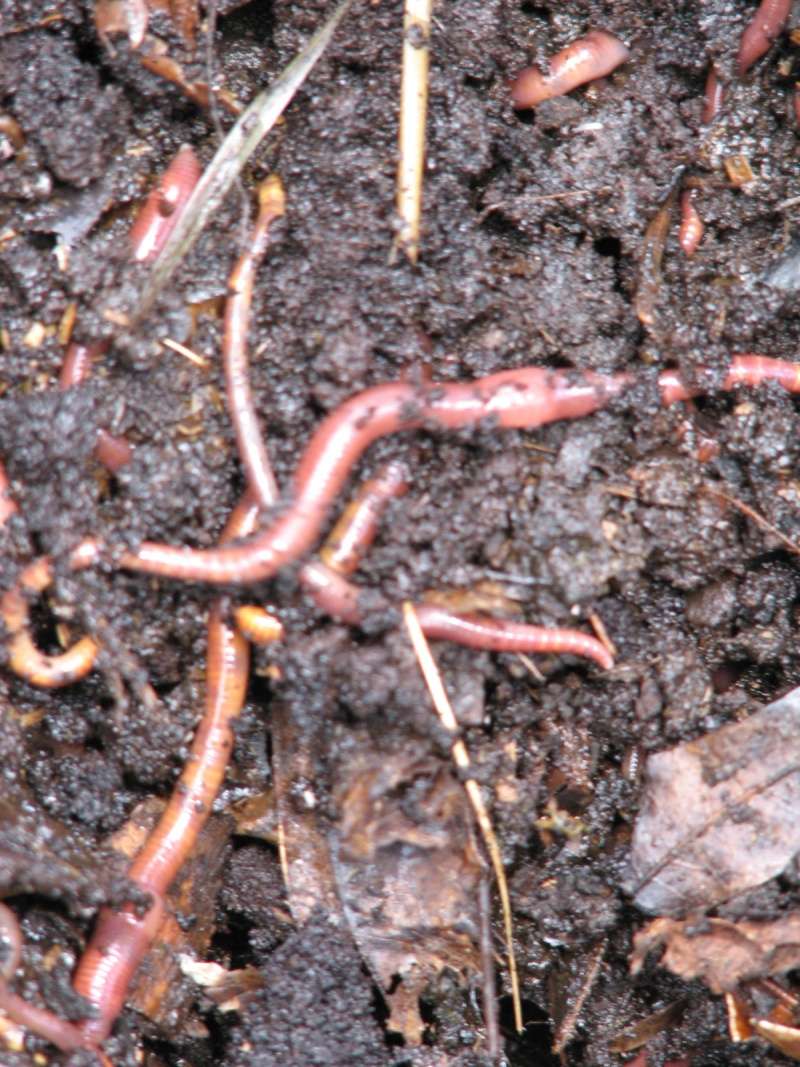 The SFG Journey-vermicomposting, adding composting material and creating a earthworm environment http://youtu.be/Xlt8YQ-31Co Compos11