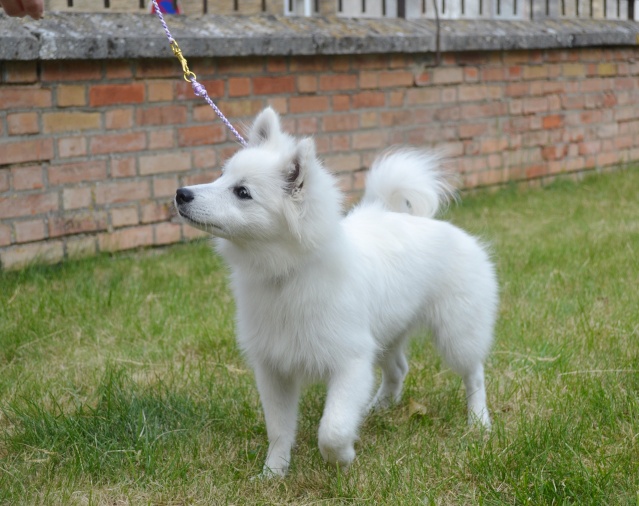 Nouvelle arrivante : Jume petite Spitz Japonaise - Page 4 Dsc_0510