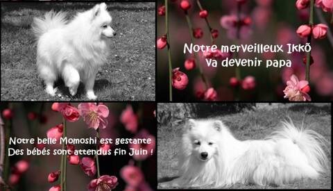 Nouvelle Arrivante Jume Petite Spitz Japonaise Page 5 Nouvelle Arrivante Jume Petite Spitz Japonaise Page 5