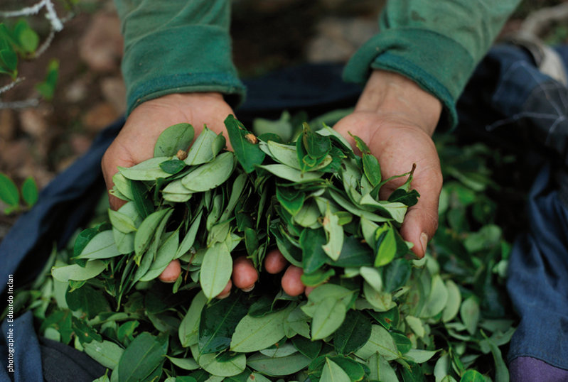 Plantons, plantons,, ... oui mais quoi? Coca10